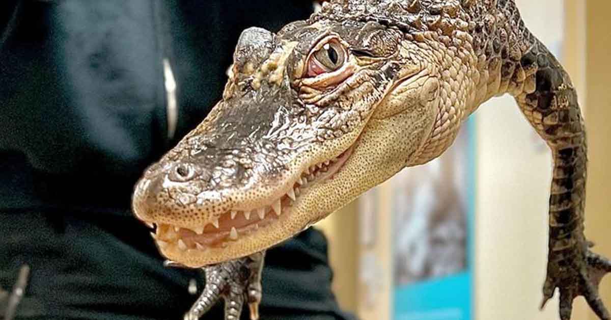 Owner of escaped Jersey Shore alligator facing charges