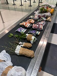 CBP’s Baltimore Beagle Brigade Alert Leads to Prohibited Propagative Plants in Passenger Baggage