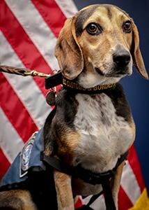 U.S. Customs and Border Protection agriculture detector dog Gatsby detected prohibitive propagative plants and plant bulbs in the baggage of a Virginia family at Baltimore Washington International Thurgood Marshall Airport on January 7, 2023.