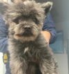 Missing dog found by wildwood crest police department