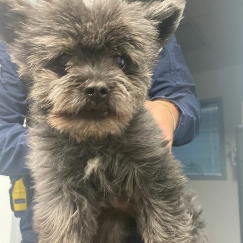 Missing dog found by wildwood crest police department - photo licensed by shore news network.