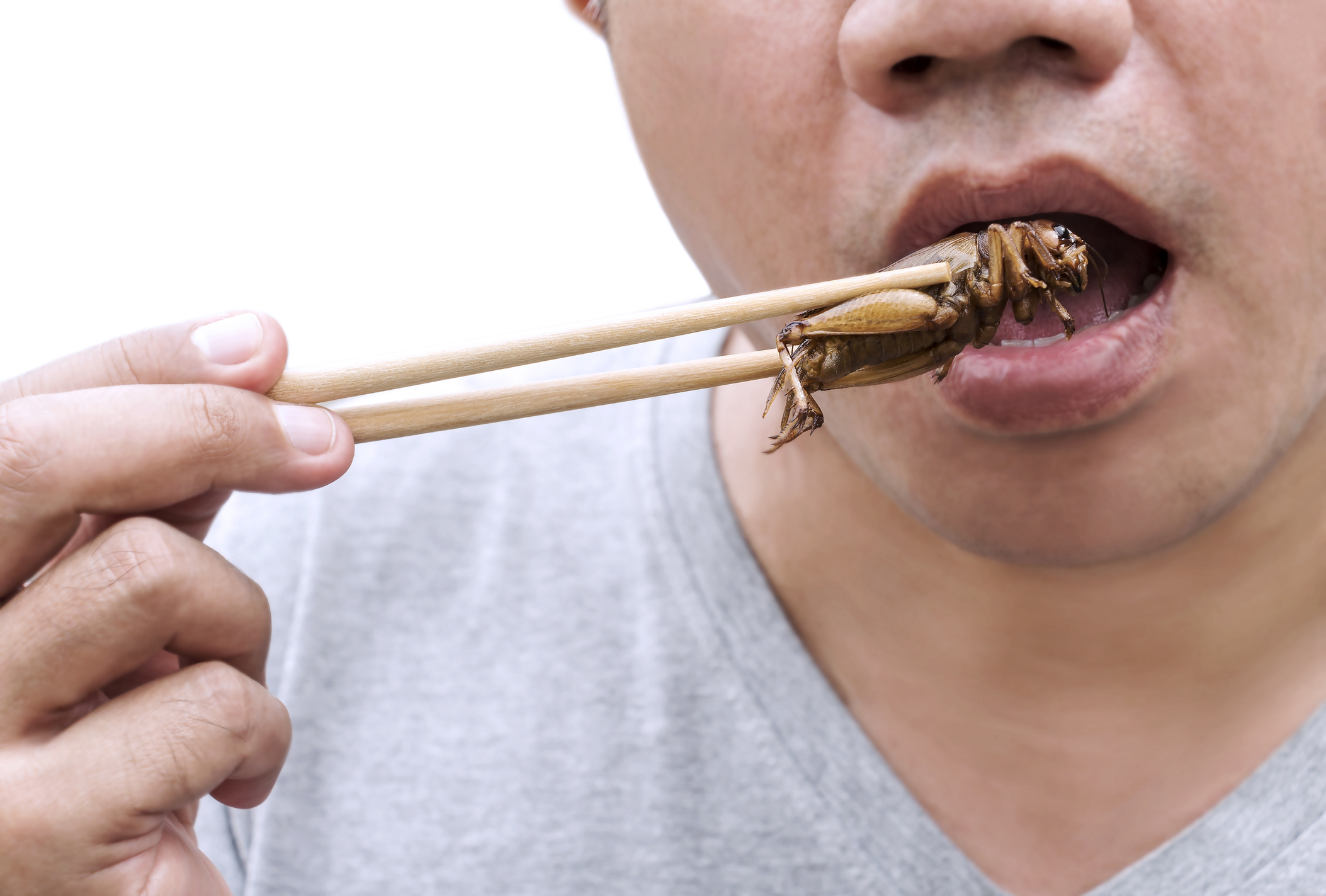 EU Approves Use Of ‘Cricket Powder’ In Food, Citing ‘Environmental Pressures’