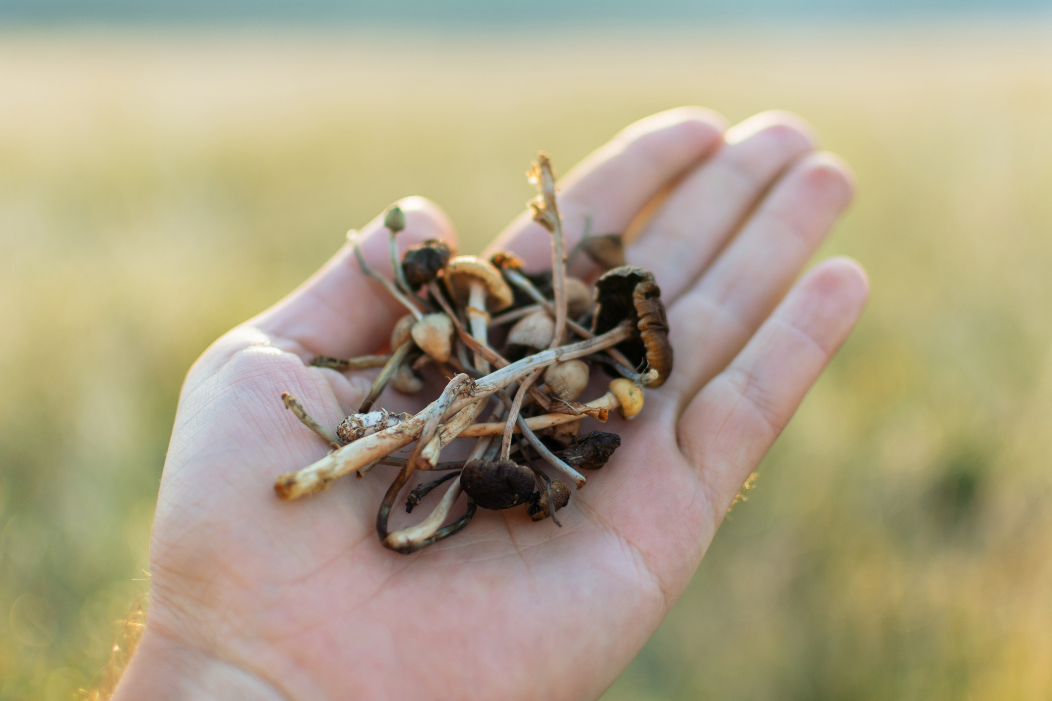 ‘Magic’ Mushrooms Are Now Legal In Oregon As State Begins Training ‘Facilitators’ To Supervise Use