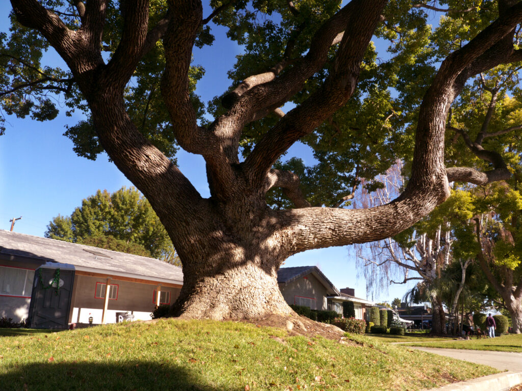 Jackson mayor vetoes ordinance that would fine residents for improper tree care