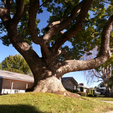 Jackson mayor vetoes ordinance that would fine residents for improper tree care - photo licensed by shore news network.