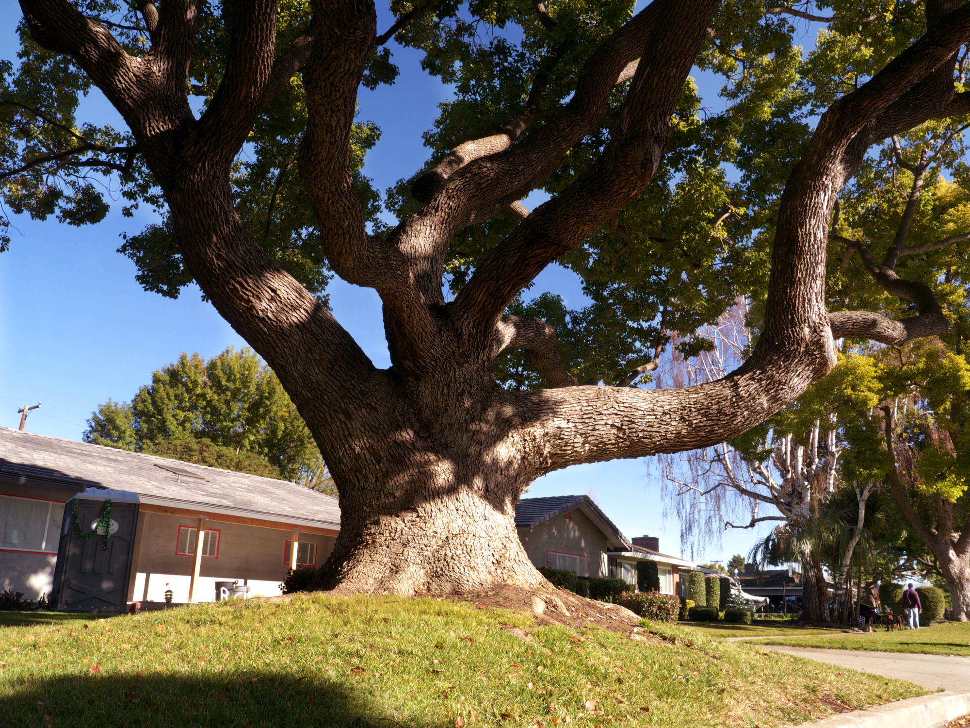 Jackson mayor vetoes ordinance that would fine residents for improper tree care