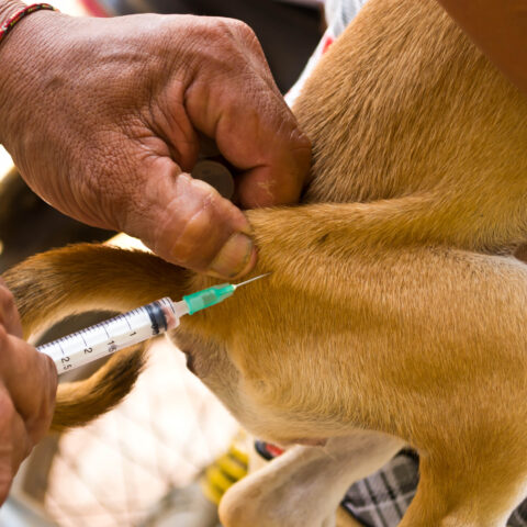 Free rabies clinic to be held in toms river - photo licensed by shore news network.