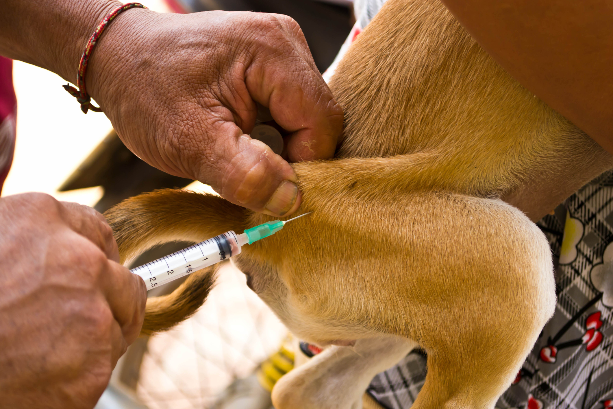 Free rabies clinic to be held in Toms River