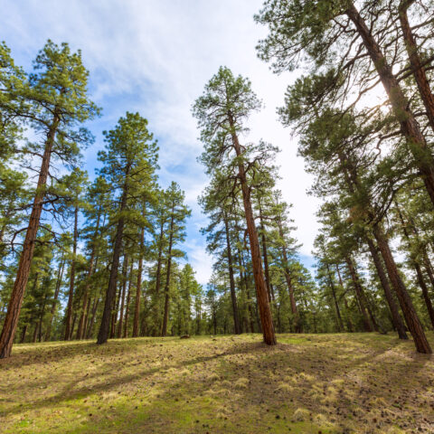 Flemming shuts down open space committee proposal citing political power play - photo licensed by shore news network.