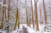 Missing atv rider found in woods, suffering from hypothermia in stokes state forest