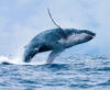 Feds say offshore wind project is not cause of surge in dead whales at the jersey shore