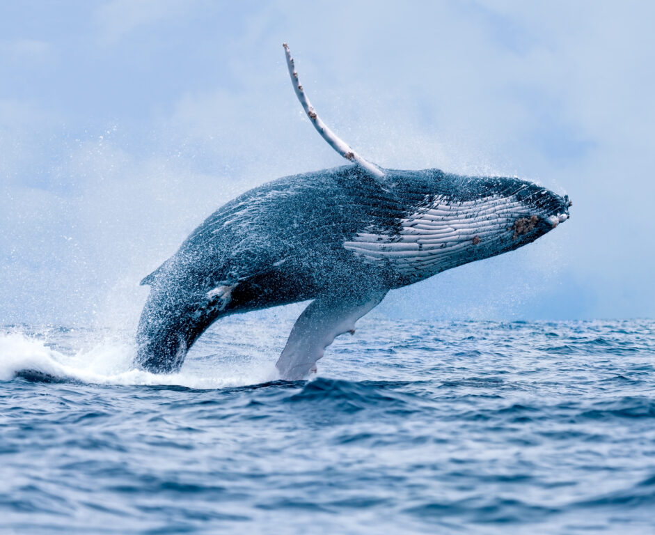 Feds say offshore wind project is not cause of surge in dead whales at the Jersey Shore