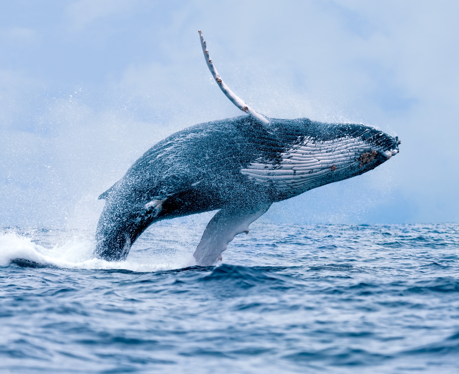 Feds say offshore wind project is not cause of surge in dead whales at the Jersey Shore