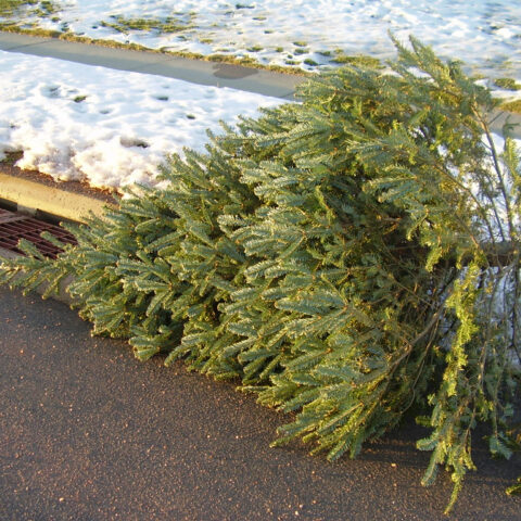 Christmas tree pickup to begin in berkeley today - photo licensed by shore news network.