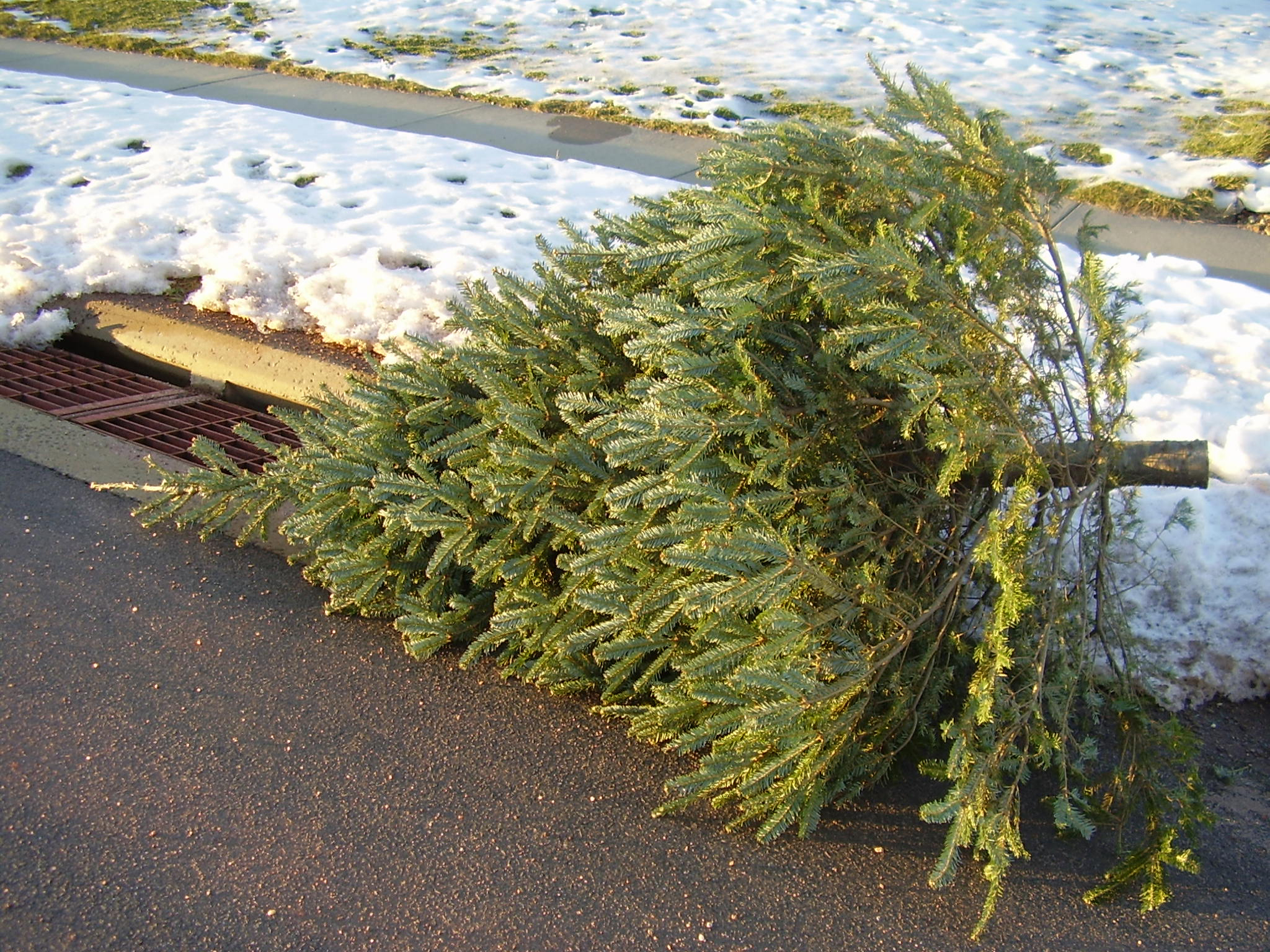 Christmas tree pickup to begin in Berkeley today