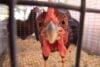 Two charged with hunting while intoxicated turkey baiting