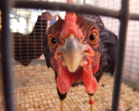 Turkey