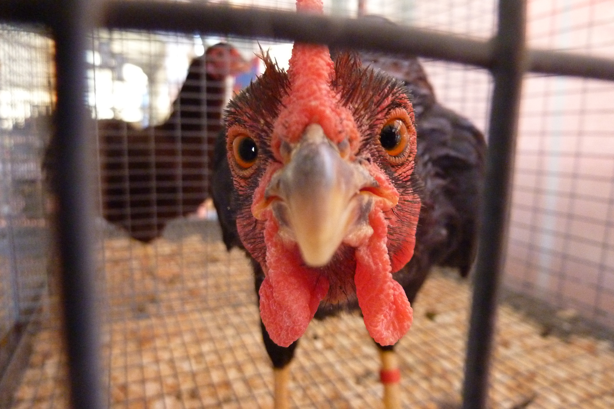 Turkey