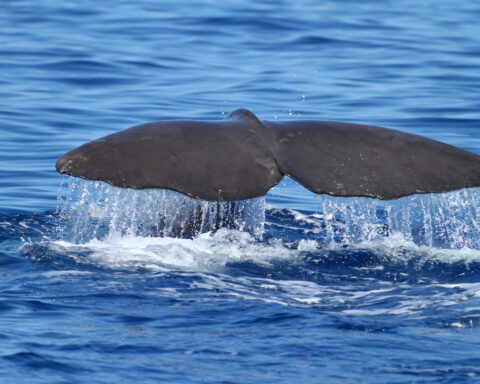 Sperm whale diving and splashing with huge tail