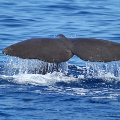 Sperm whale diving and splashing with huge tail