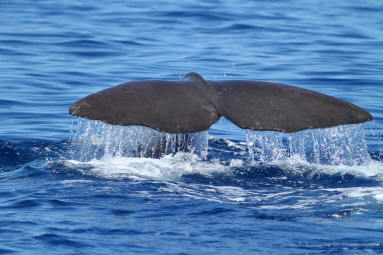 Sperm whale diving and splashing with huge tail