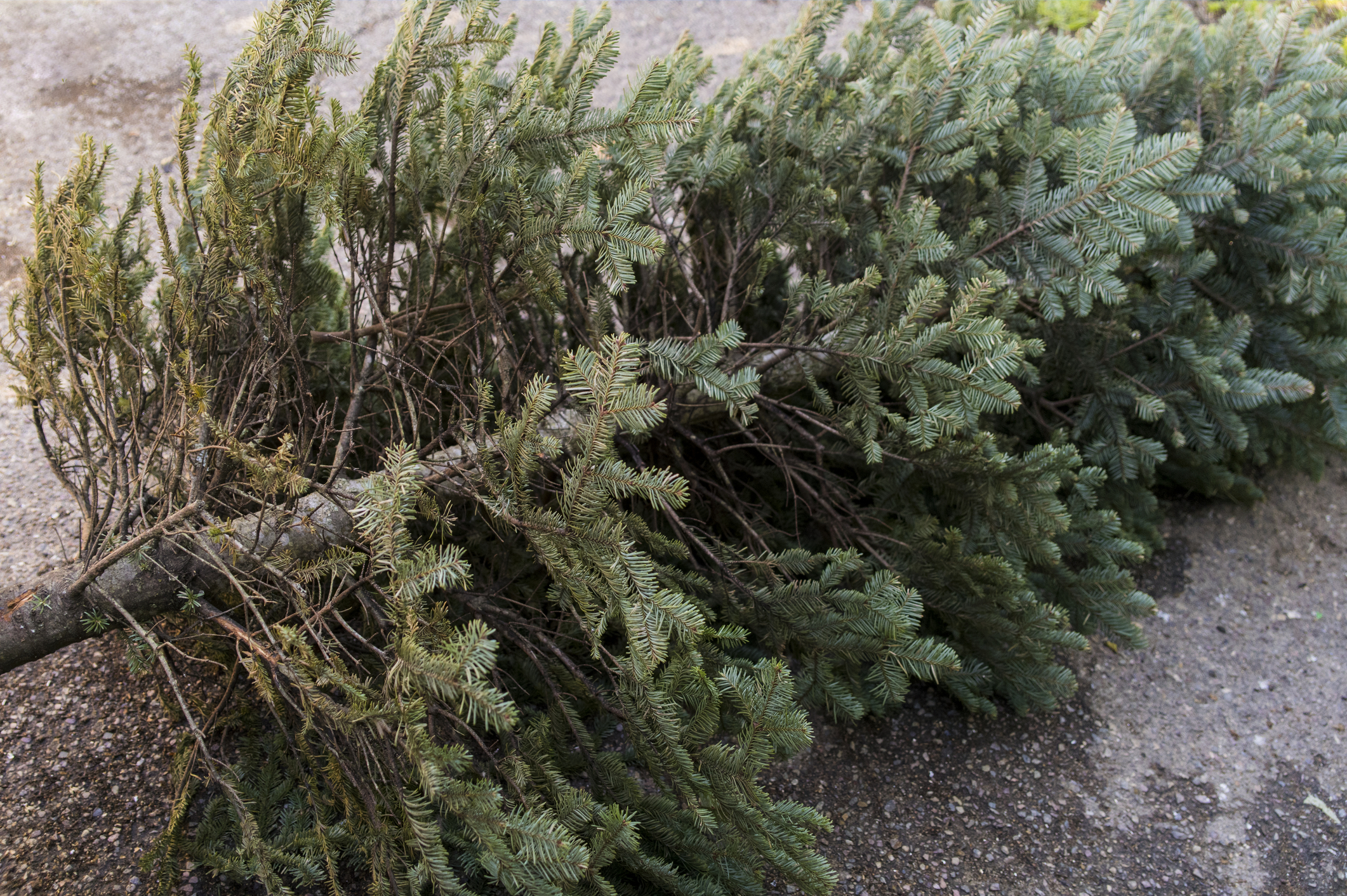 End of Christmas. Old discarded christmas tree.