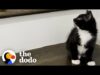 Rescued kitten becomes one of the girls | the dodo cat crazy