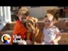 Stray puppy appears on family's doorstep | the dodo