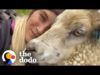 Abandoned lamb runs to human mom | the dodo soulmates