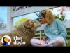 Watch this rescued ram become the happiest boy | the dodo