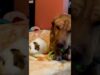 Dog wants to be just like his guinea pig siblings | the dodo