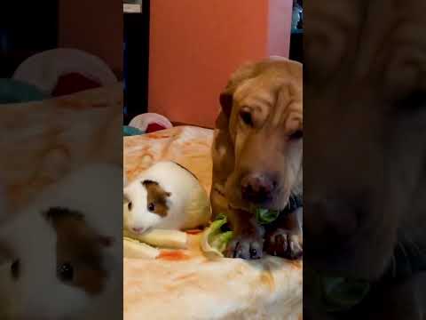 Dog Wants To Be Just Like His Guinea Pig Siblings | The Dodo
