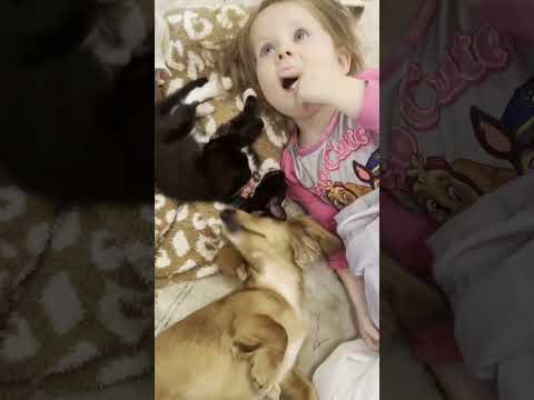This Rescue Kitten Is One Of The Girls 💖👯‍♀️ | The Dodo