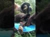 Tiny rescue pony acts just like a dog | the dodo