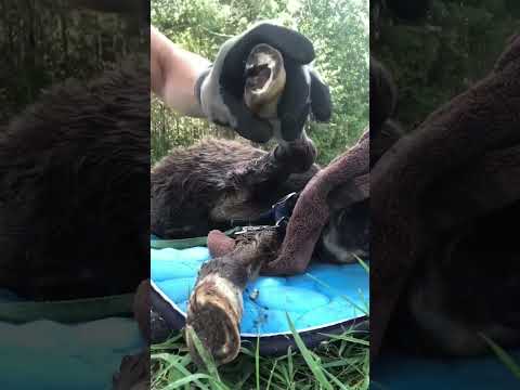 Tiny Rescue Pony Acts Just Like A Dog | The Dodo