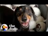 Dachshund is completely obsessed with his old, stinky ball toy | the dodo