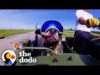Senior pittie begs his dad to ride shotgun on his motorcycle | the dodo pittie nation