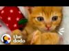 Kitten cries so someone will rescue him | the dodo