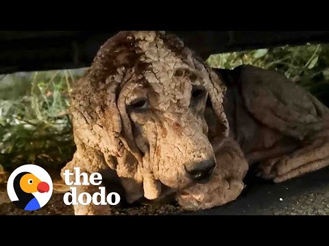 This Ancient-Looking Dog Is Actually A Puppy | The Dodo Faith = Restored