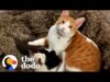 Cat cares for his new sister's kittens after she gives birth | the dodo