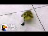 Guy makes it his life mission to reunite lost baby goose with his family | the dodo