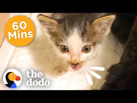 60 Minutes Of Your Favorite, Craziest Cats | The Dodo