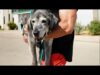 19-year-old lab is rescued from the shelter | the dodo foster diaires
