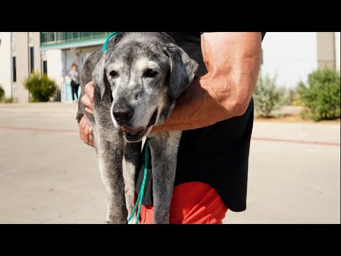 19-Year-Old Lab Is Rescued From The Shelter | The Dodo Foster Diaires