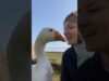 Goose thinks woman is his wife | the dodo