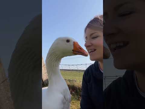 Goose Thinks Woman Is His Wife | The Dodo