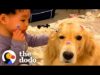 Boy grows up with golden retriever and corgi | the dodo