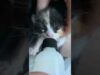 Couple finds a tiny kitten outside starbucks | the dodo