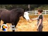 Horse hates it when his mom is on her phone | the dodo soulmates
