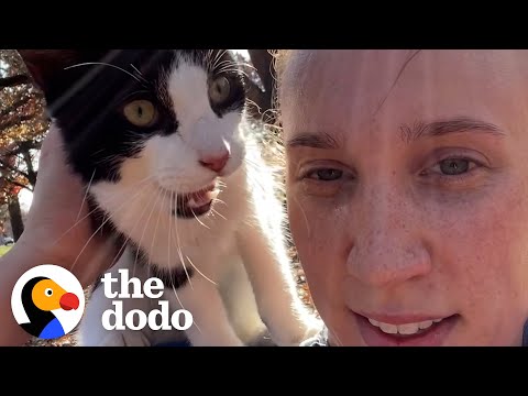 Woman Going For A Jog Finds A Meowing Stray Cat | The Dodo